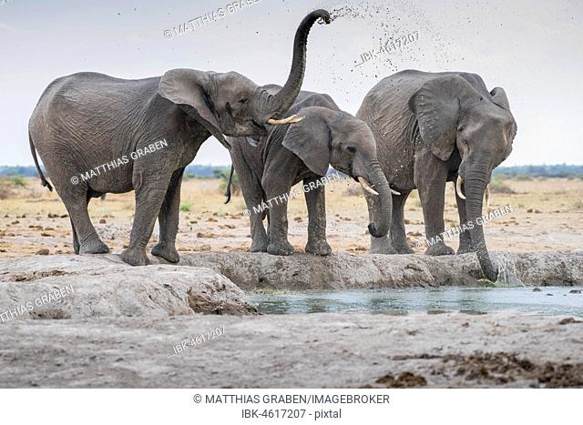 African elephants (Loxodonta africana), drinking at a waterhole, Nxai Pan National Park, Ngamiland District, Botswana