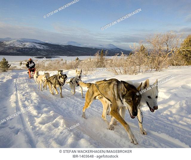 Running sled dogs, Alaskan Huskies, dog team, musher, dog sled race near Whitehorse, Fish Lake behind, Yukon Territory, Canada