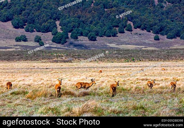 herd of antelope Bohor reedbuck, Redunca redunca in natural habitat , Bale mountain, Ethiopia, Africa Safari wildlife