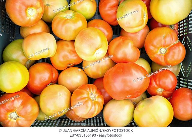 Half mature tomatoes just collected at local farm. Sustainable agriculture production