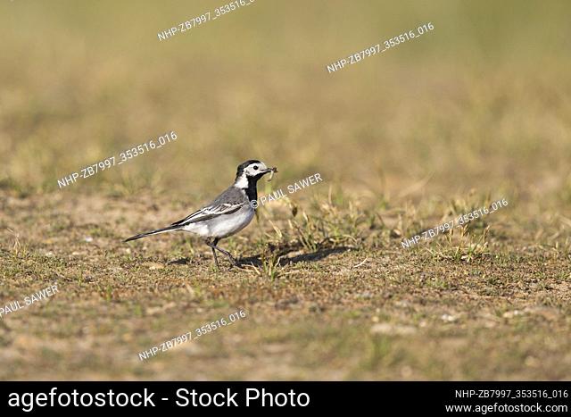 Pied Wagtail (Motacilla alba yarrellii) breeding plumage adult female walking on grass with beakful of insects for chicks, Suffolk, England, May