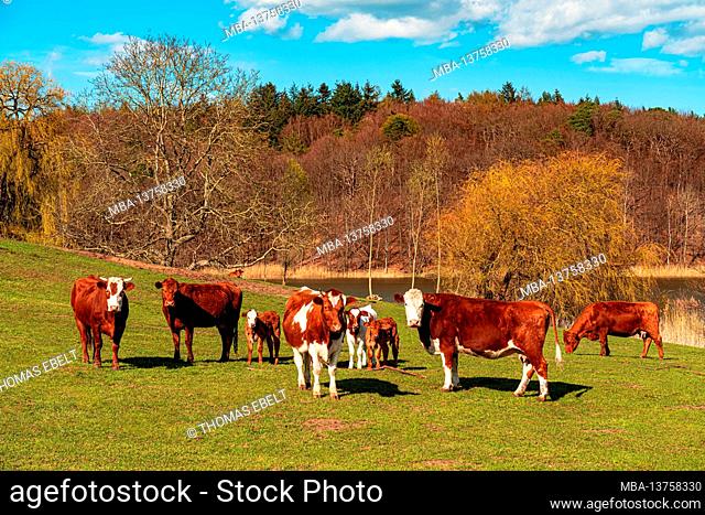 Cows, Marienwohlde near Mölln, Lauenburg Lakes Nature Park