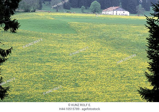 10515789, Switzerland, Europe, canton Jura, scenery, free mountains, spring, dandelion meadow, farmhouse
