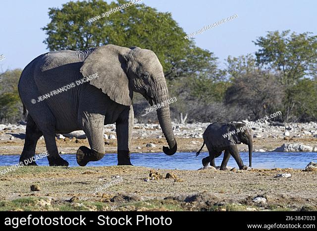 El elefante africano de la selva (Loxodonta africana), la madre con el bebé elefante caminando junto al abrevadero, el Parque Nacional de Etosha, Namibia