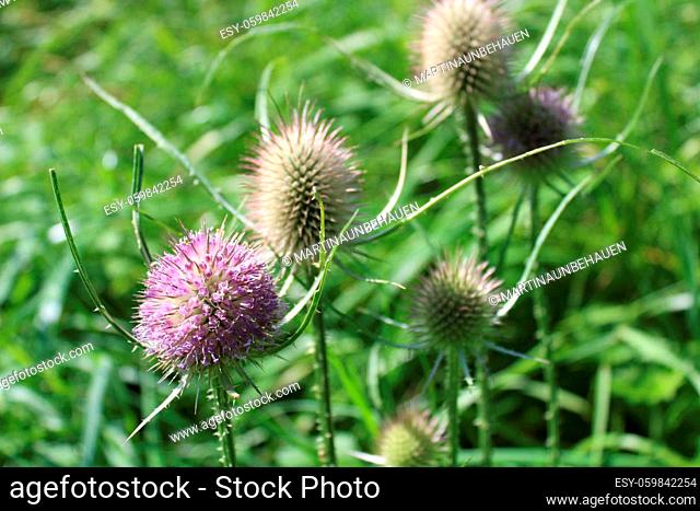 teasel in the summer in the meadow