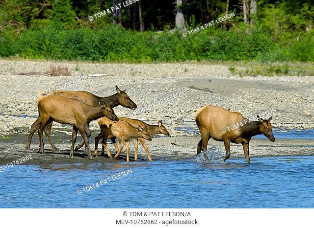Roosevelt Elk / Olympic Elk - along the Queets River (Cervus canadensis roosevelti)