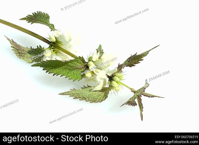 Weisse Taubnessel, Lamium alba, Heilpflanze