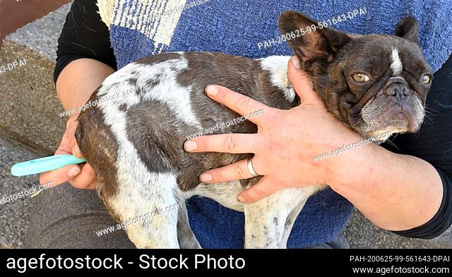 17 June 2020, Saxony-Anhalt, Reppichau: The veterinarian Martina Tetz from ""Bunte Hof"" in Reppichau measures fever in the four-year-old sick bulldog Fanny