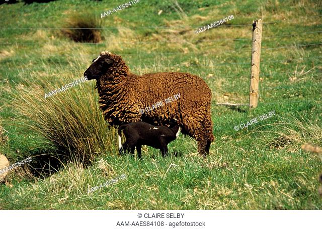 Arapawa Ewe nursing Lamb, Tai-Tapu, Canterbury, New Zealand