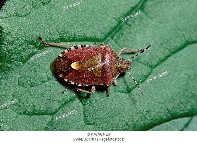 sloe bug, sloebug Dolycoris baccarum, sitting on a leaf