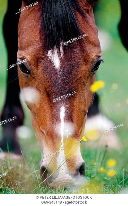 Horse grazing on a meadow with flowering buttercups, close-up. Medle, Västerbotten, Sweden