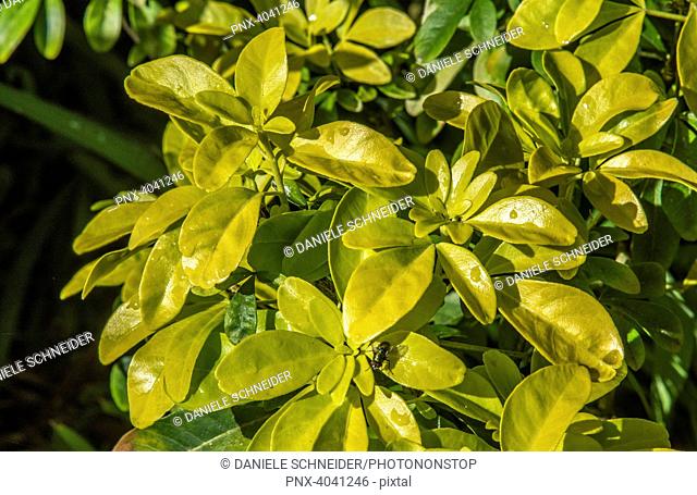 France, golden Choisya ternata shrub (Mexican orange blossom)