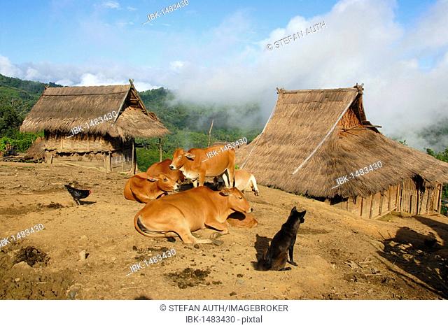 Huts made of bamboo and straw, Akha Nuqui ethnic group, cattle, dog and chicken, Ban Changteun village, Phongsali district and province, Laos, Southeast Asia
