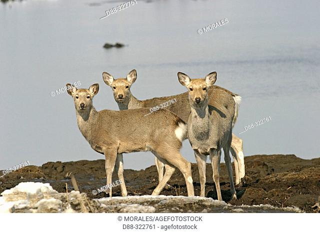 Sika Deers (Cervus nippon). Hokkaido, Japan