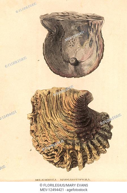 Black lip pearl shell, Pinctada margaritifera, with pearl forming in shell. (Meleagrina margaritifera). Handcoloured lithograph from Georg Friedrich...