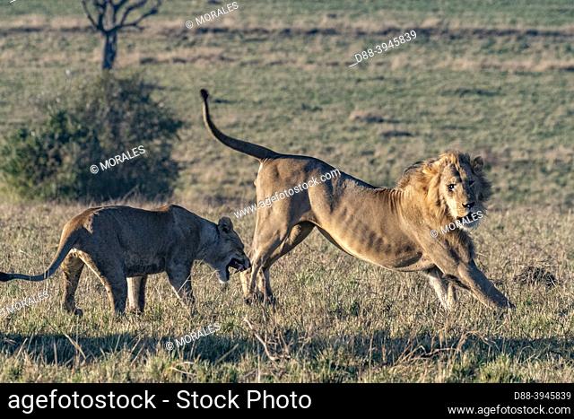 Africa, East Africa, Kenya, Masai Mara National Reserve, National Park, A female tries to escape in front of lions from another group in the savannah (Attempt...