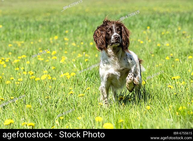 Hunting dog, Springer spaniel, Vulkaneifel, Rhineland-Palatinate, Germany, Europe