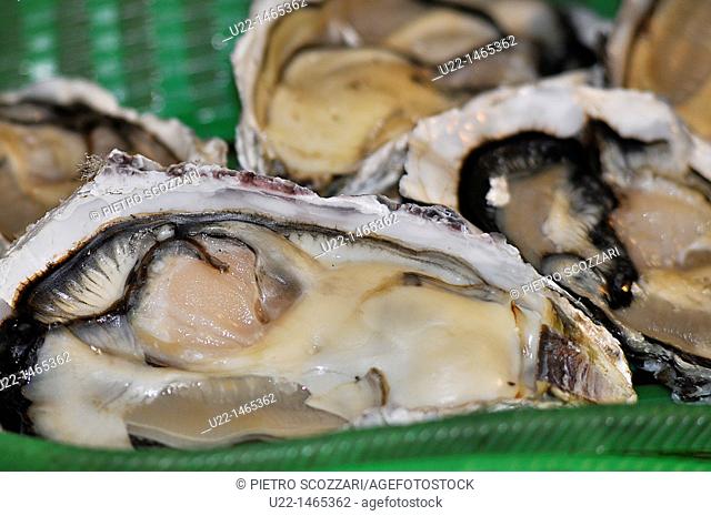Fukuoka (Japan): fresh oysters sold in a market