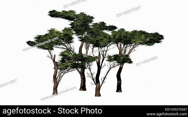 several various Umbrella Thorn Trees - isolated on white background - 3D illustration