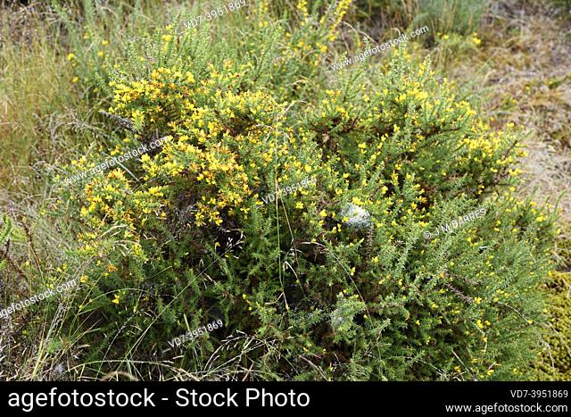 Gorse (Ulex europaeus) is a spiny shrub native to western Europe (Atlantic coasts). This photo was taken in Vilarinho Seco, Portugal
