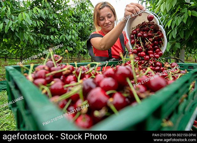 24 June 2021, Saxony-Anhalt, Aseleben: In a plantation, harvest helper Gabriela empties a bucket of sweet cherries at Obsthof Am Süßen See