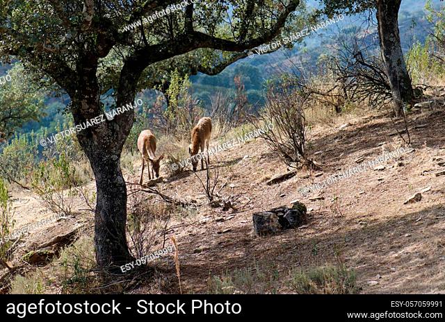 Spanish red deers Cervus elaphus hispanicus searching for food. Female and its cub. Monfrague National Park. Caceres. Extremadura. Spain