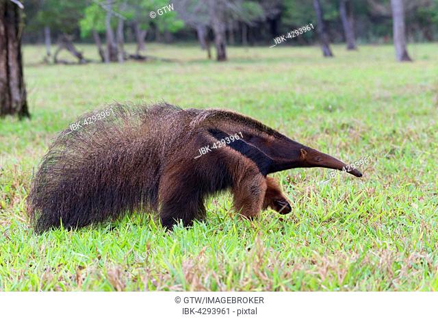 Giant Anteater (Myrmecophaga tridactyla), Mato Grosso, Brazil