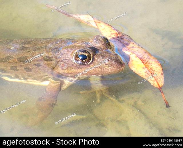 Frog in water. Amphibious in a native habitat