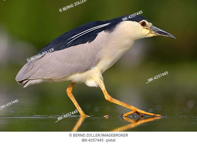 Black-crowned night heron (Nycticorax nycticorax), adult walking in shallow fishpond water, Kiskunság National Park, Hungary