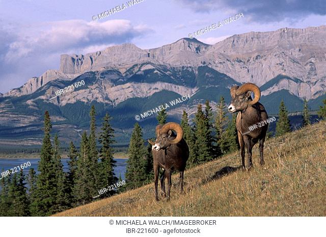 Bighorn Sheep Ram (Ovis canadensis) two rams in front of Lake Talbot and mountain range, Jasper National Park, Canada