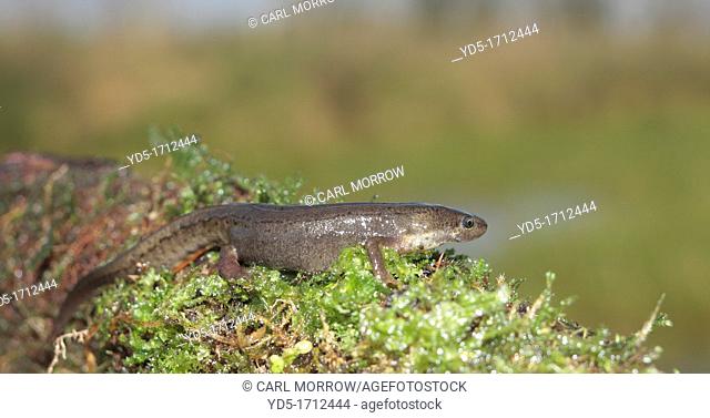 Male Smooth Newt