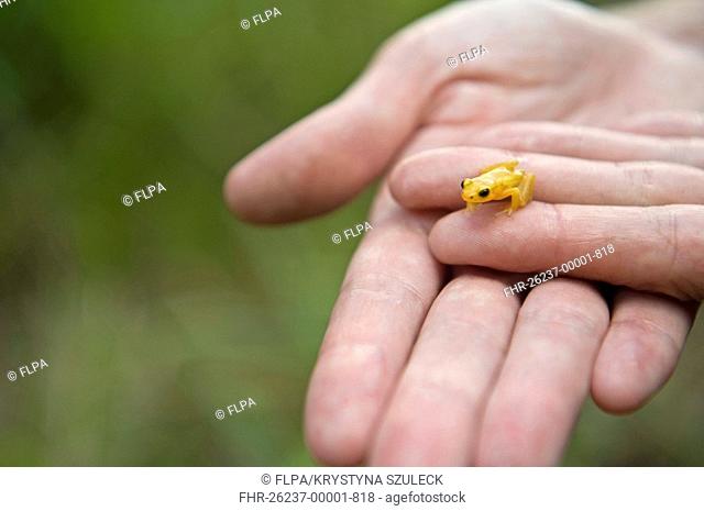 Golden Poison Dart Frog Colostethus beebei adult, on hand of zoologist, Kaieteur Falls, Kaieteur N P , Guyana