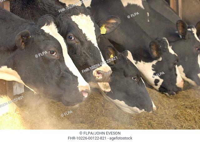 Domestic Cattle, Holstein Friesian cows, close-up of heads, feeding on silage, on cold morning with steam rising, England