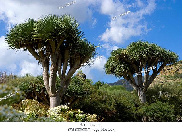 Tear Dragon's blood, Draegon Tree, Canary Islands Dragon Tree, Drago (Dracaena draco), Canary Islands, Gran Canaria
