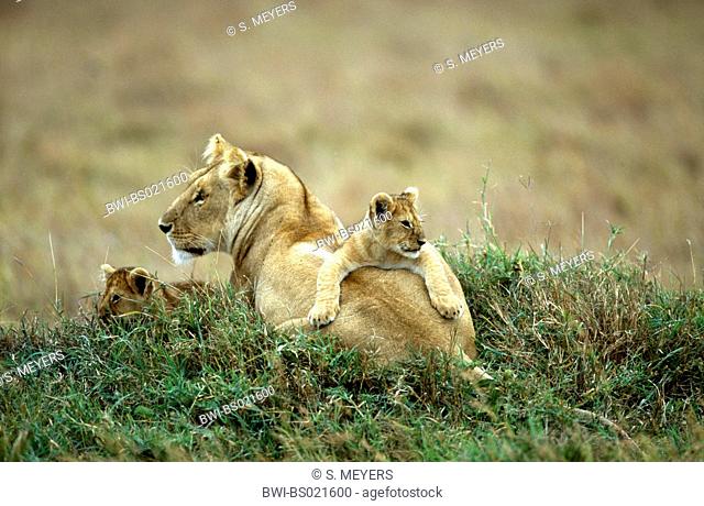 lion (Panthera leo), lioness with lion cubs, Kenya, Masai Mara National Park