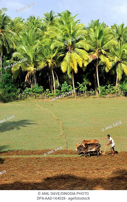 Farmer ploughing field using bullocks ; Terekhol district Sindhudurg ; Maharashtra ; India