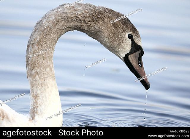 RUSSIA, DONETSK - OCTOBER 23, 2023: A mute swan swims in the Alekseyevsky Stavok Pond. Dmitry Yagodkin/TASS