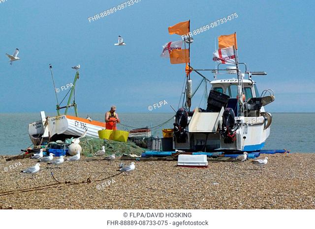 Fishing boat on Aldeburgh beach Suffolk with Herring gulls