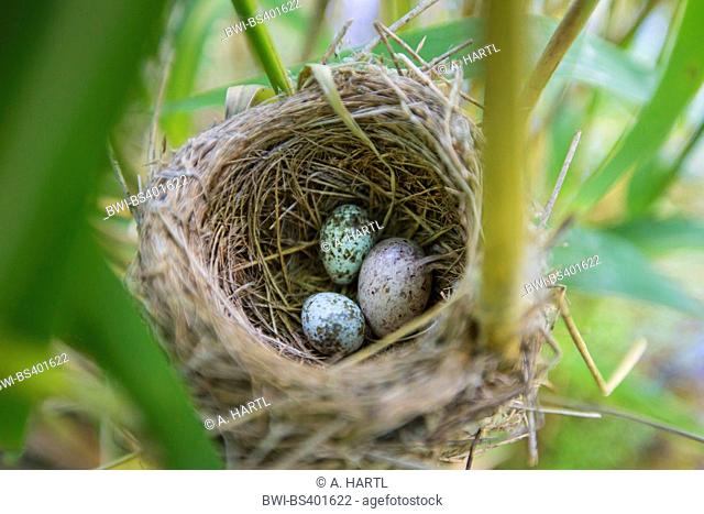 Eurasian cuckoo (Cuculus canorus), egg in the nest of an Eurasian reed warbler, Germany, Bavaria, Erdinger Moos