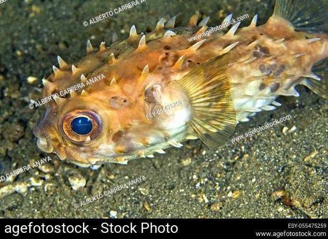 Porcupinefish, Rounded Porcupinefish, Cyclichthys orbicularis, Lembeh, North Sulawesi, Indonesia, Asia
