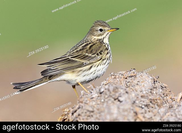 Meadow Pipit (Anthus pratensis), side view of an individual standing on some manure, Campania, Italy
