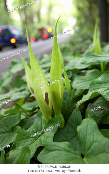 Lords and Ladies Arum maculatum spathe and spadix, growing on roadside verge beside woodland, Peak District, Derbyshire, England, may