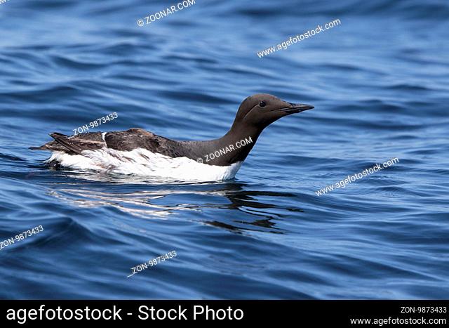 common murre is swimming in the ocean sunny summer day