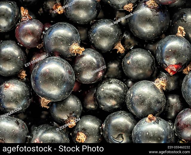 Background of fresh and juicy black currant shot from above