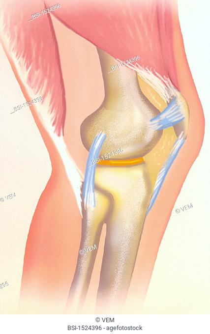 KNEE, DRAWING<BR>The knee joint is the articulation between the thigh bone (femur) and the leg bones (tibia and fibula). The knee cap