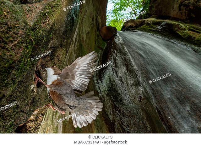 white-throated dipper at nest in the waterfall, Trentino Alto-Adige, Italy
