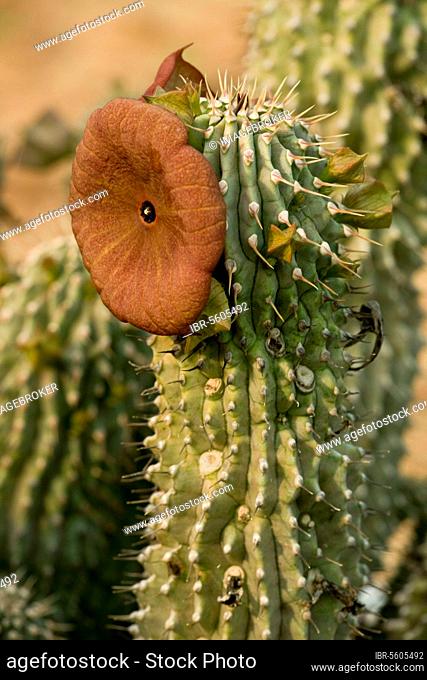 Flowering Hoodia (Hoodia juttae), Namaqua Desert, Namaqualand, South Africa, Africa