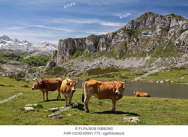 Domestic Cattle, Casinas cows, in high cattle pasture beside lake, Covadonga N.P., Picos de Europa, Cantabrian Mountains, Spain, May