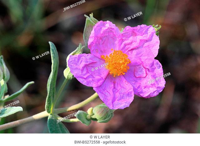 pink rock rose Cistus villosus, Cistus incanus, flower