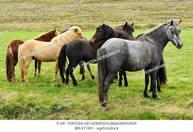 Icelandic Horse or Icelandic Pony, Iceland, Europe
